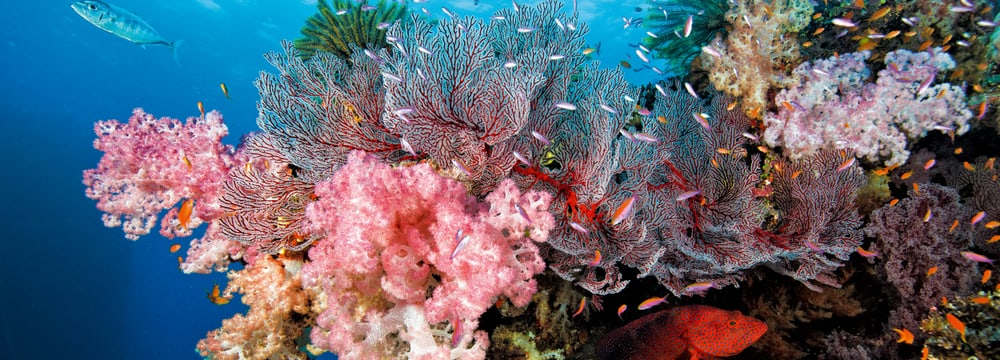 Foto: David Hettich Korallenriff Fiji