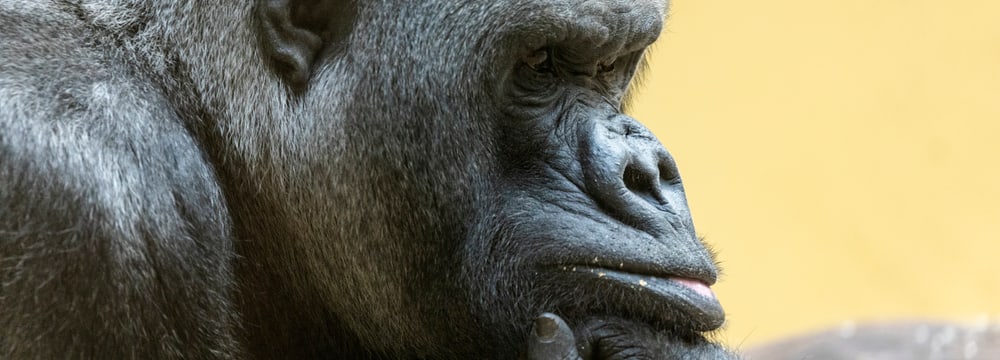Gorilla N'Gola