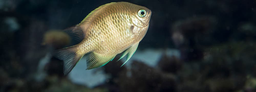 Staghorn damselfish Staghorn damselfish
