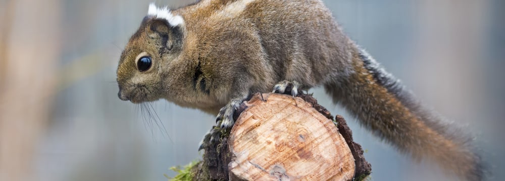 Chinesisches Baumstreifenhörnchen im Zoo Zürich