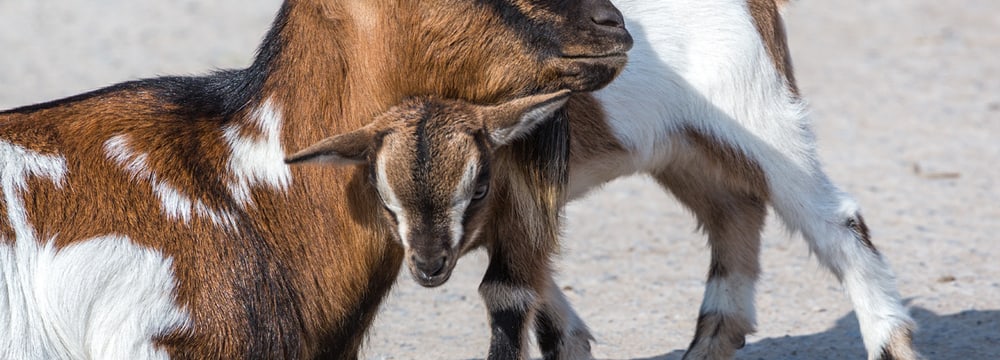 Foto: Zoo Zürich, Enzo Franchini Afrikanische Zwergziege im Zoo Zürich.