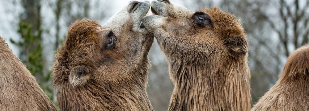 Foto: Zoo Zürich, Enzo Franchini Trampeltiere in der Mongolischen Steppe im Zoo Zürich