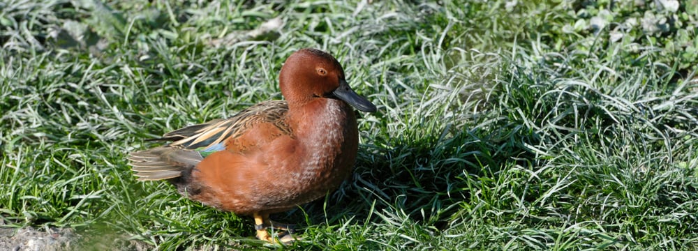 Foto: Zoo Zürich, Samuel Furrer Zimtente im Zoo Zürich.