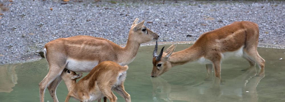 Foto: Zoo Zürich, Peter Bolliger Hirschziegenantilopen im Zoo Zürich