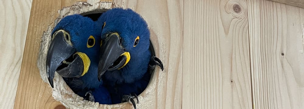Foto: Zoo Zürich, Jennifer Schwere Hyazintharas im Artenschutzzentrum Ornis.