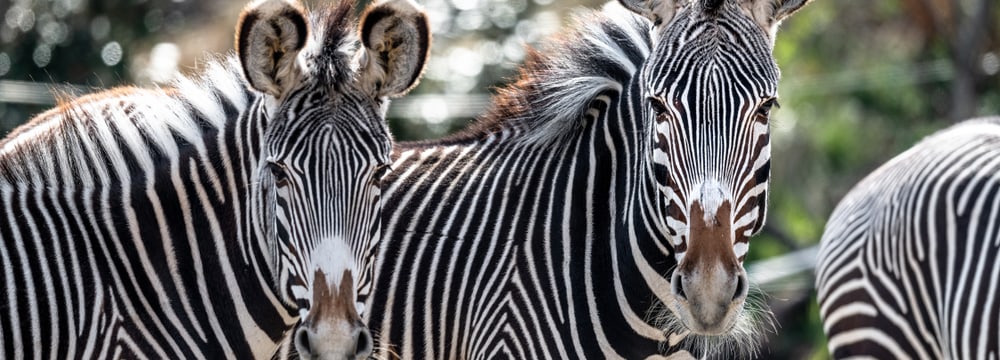 Zèbres de Grévy au zoo de Zurich.