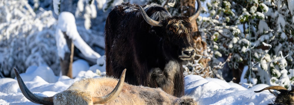 Zwei Hausyaks in der Mongolischen Steppe des Zoo Zürich.