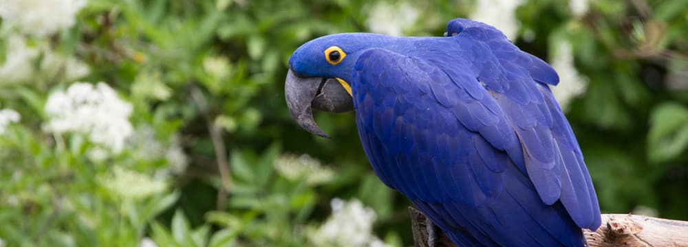 Foto: Zoo Zürich, Enzo Franchini Hyazinthara.