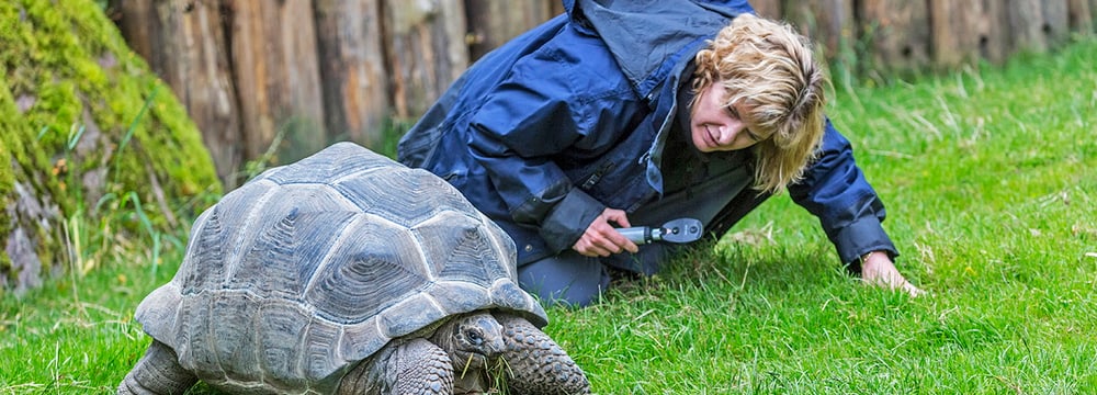 Tierärztin kontrolliert Galapagos-Riesenschildkröte im Zoo Zürich
