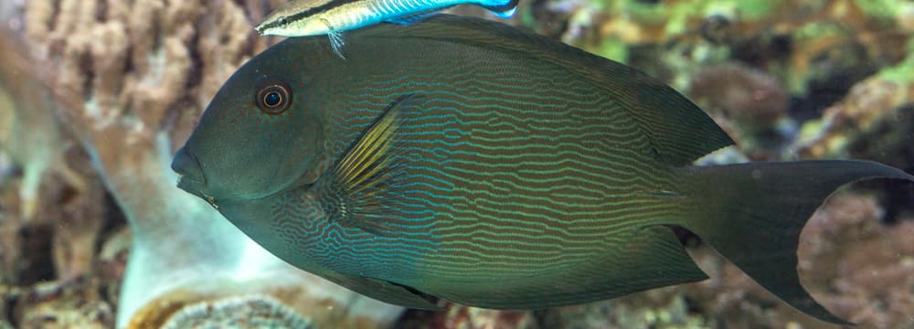 Striated surgeonfish
