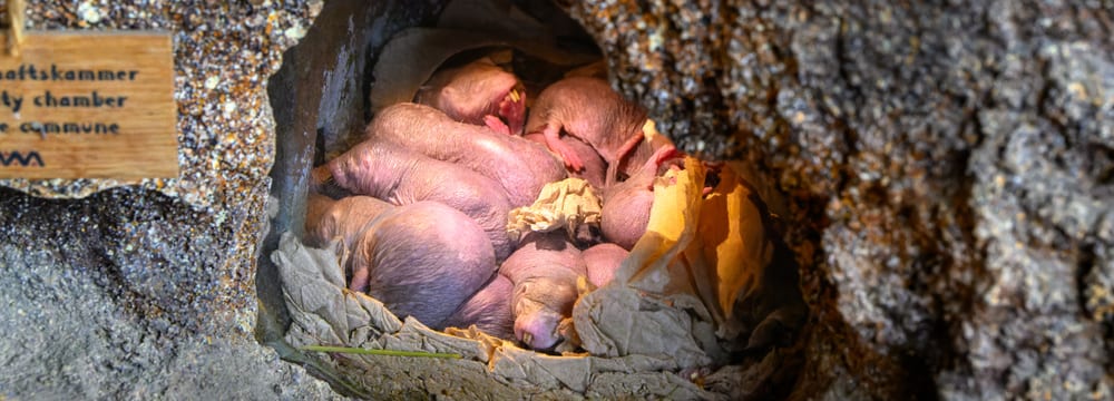 Nacktmulle in der Gemeinschaftskammer im Zoo Zürich.