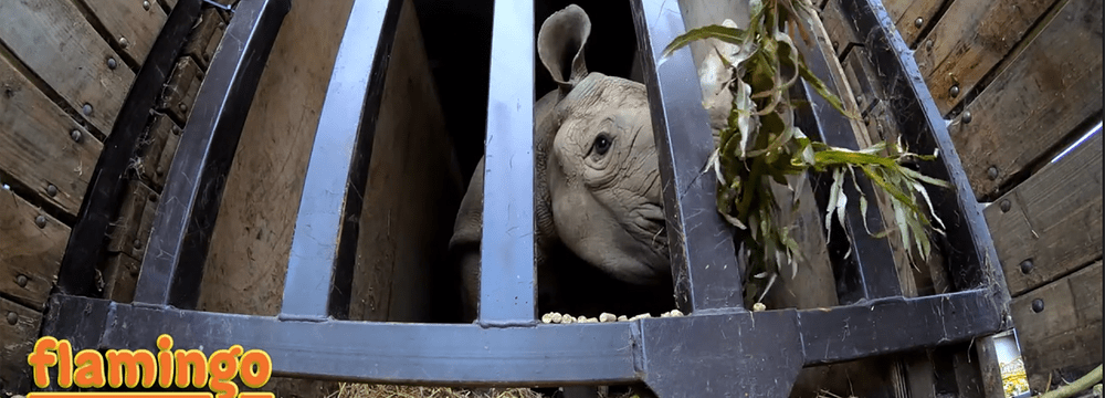 Östliches Spitzmaulnashorn Olmoti im Flamingo Land.