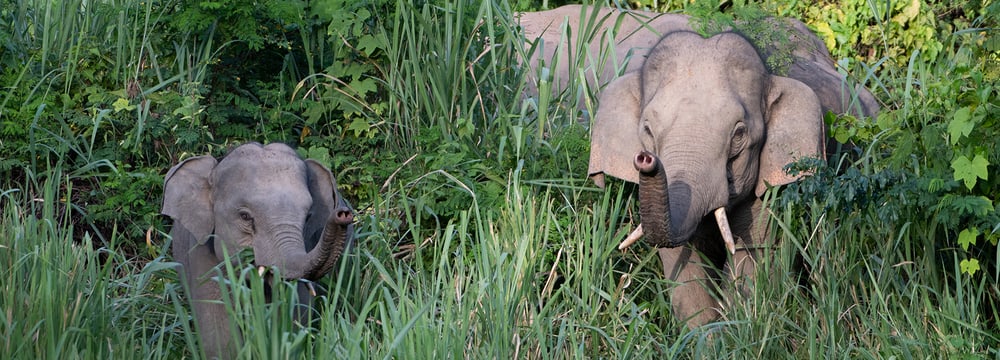 Foto: Wildlife Conservation Society Thailand Naturschutzprojekt Kaeng Krachan Headerbild