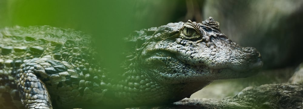 Bild: Zoo Zürich, Tobias Kramer Breitschnauzenkaiman