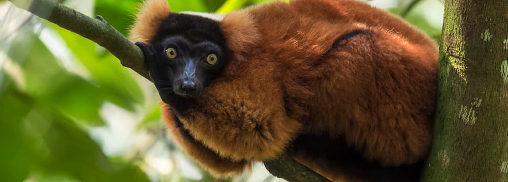 Vari rouge dans la Forêt pluviale de Masoala au Zoo de Zurich.