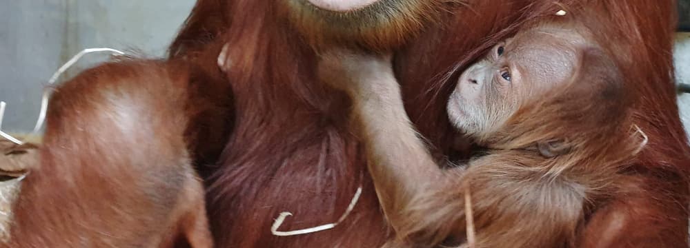 Sumatra-Orang-Utan Cahaya mit Jungtier Utu im Zoo Zürich.