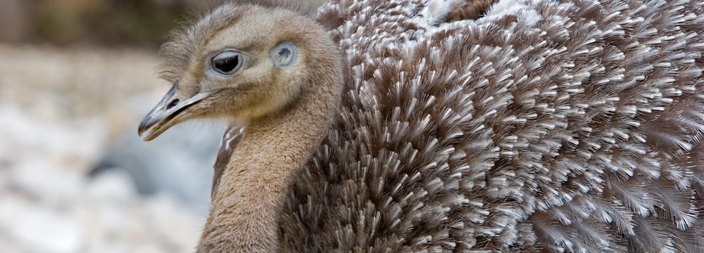 Foto: Zoo Zürich, Enzo Franchini Darwin-Nandu im Zoo Zürich