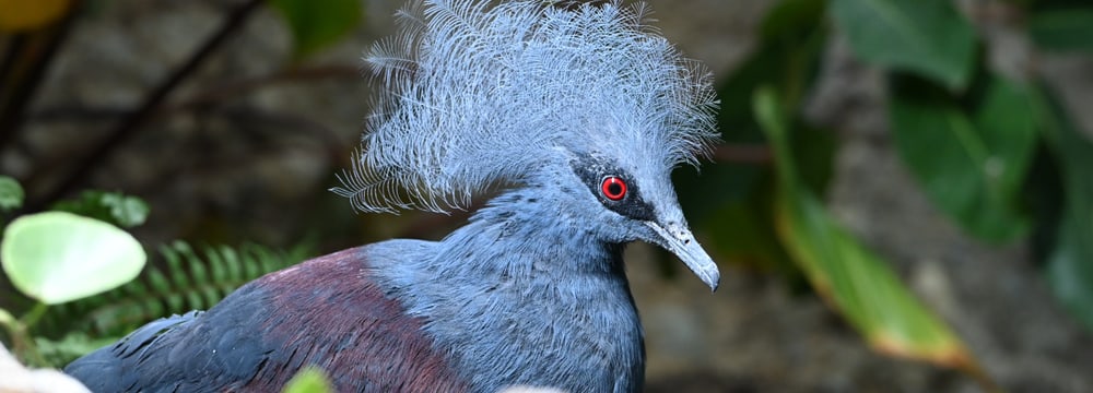 Foto: Zoo Zürich, Monika Bader Blaubrust-Krontaube im Zoo Zürich