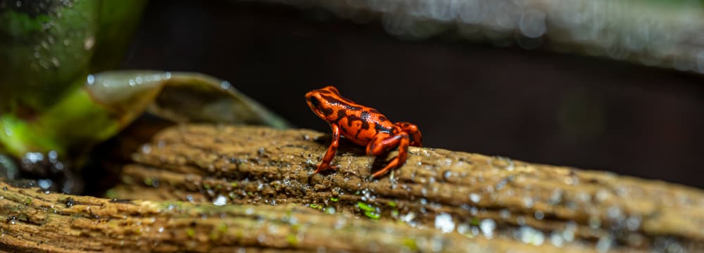 Foto: Zürich, Andreas Zarling Vicente-Baumsteiger im Zoo Zürich