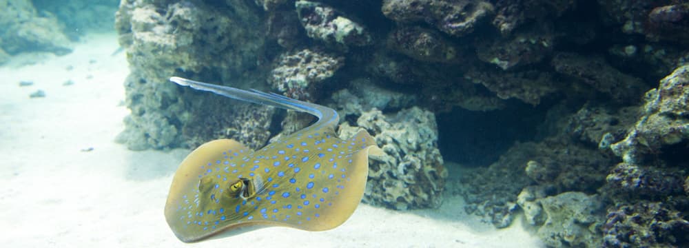 Blaupunktrochen im Aquarium des Zoo Zürich.