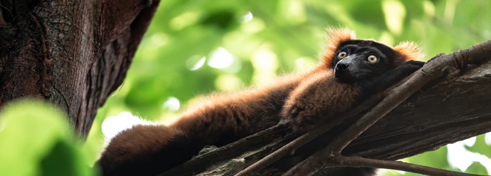 Roter Vari im Masoala Regenwald des Zoo Zürich.