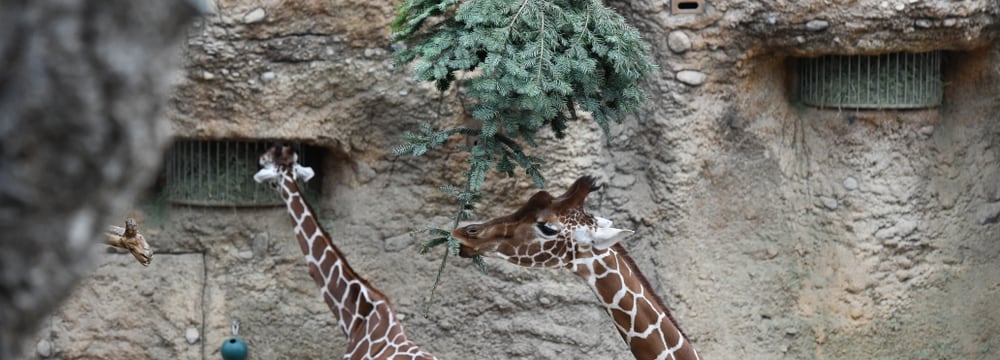 Giraffen im Zoo Zürich freuen sich über Christbaum. 