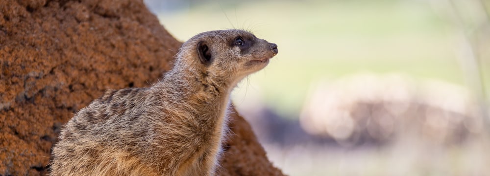 Erdmaennchen in der Innenanlage, Lewa Savanne Stand Februar 2020.