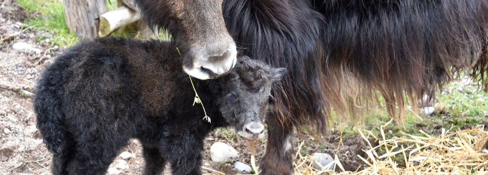 Junger Hausyak in der Mongolischen Steppe im Zoo Zürich.
