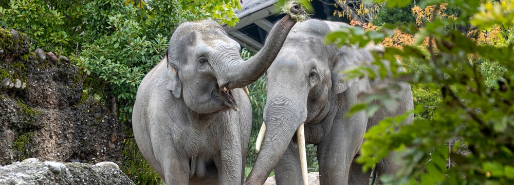 Foto: Zoo Zürich, Enzo Franchini Farha und Thai im Kaeng Krachan Elefantenpark.