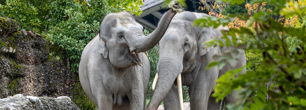 Farha und Thai im Kaeng Krachan Elefantenpark.