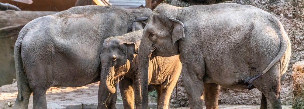 Asiatische Elefanten Ceyla-Himali, Ruwani und Farha im Kaeng Krachan Elefantenpark.