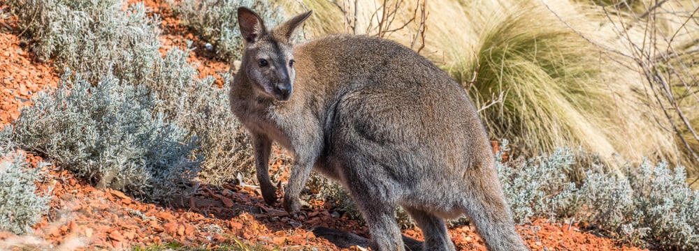 Bennett-Wallaby im Zoo Zürich.