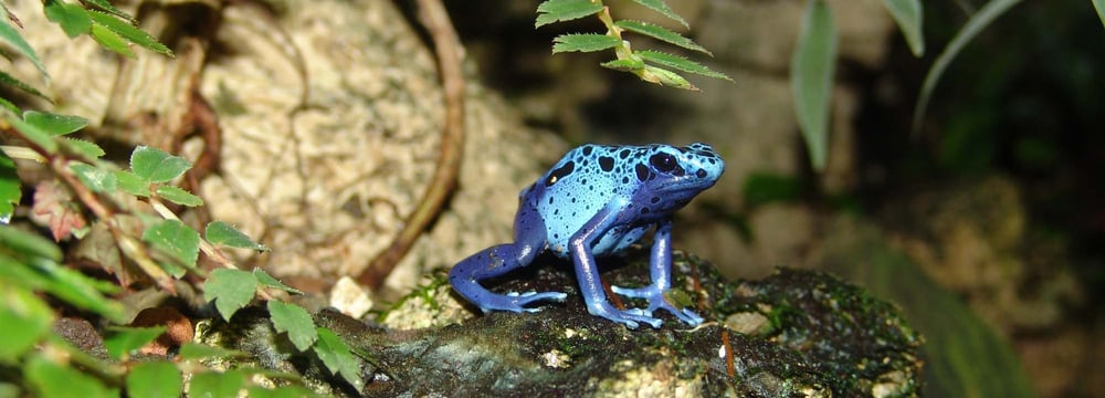 Blauer Pfeilgiftfrosch Blauer Pfeilgiftfrosch