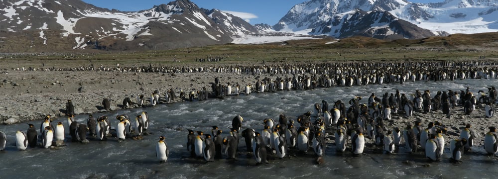 Foto: Zoo Zürich, Karin Kunz Königspinguine Kolonie auf Süd Georgien