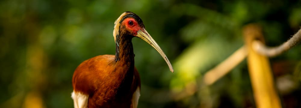 Mähnenibis im Masoala Regenwald des Zoo Zürich.