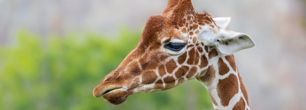 Netzgiraffe Irma in der Lewa Savanne des Zoo Zürich.