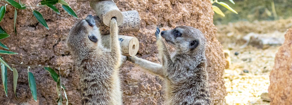 Erdmännchen in der Lewa Savanne des Zoo Zürich.