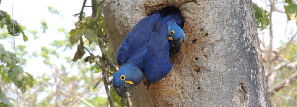 Foto: Instituto Arara Azul, Fernanda Fontoura Ein Hyazintharapaar schaut aus einer natürlichen Baumhöhle.