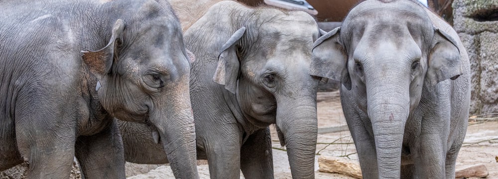 Die Asiatischen Elefanten (v.l.) Panang, Ceyla-Himali und Farha im Kaeng Krachan Elefantenpark des Zoo Zürich.