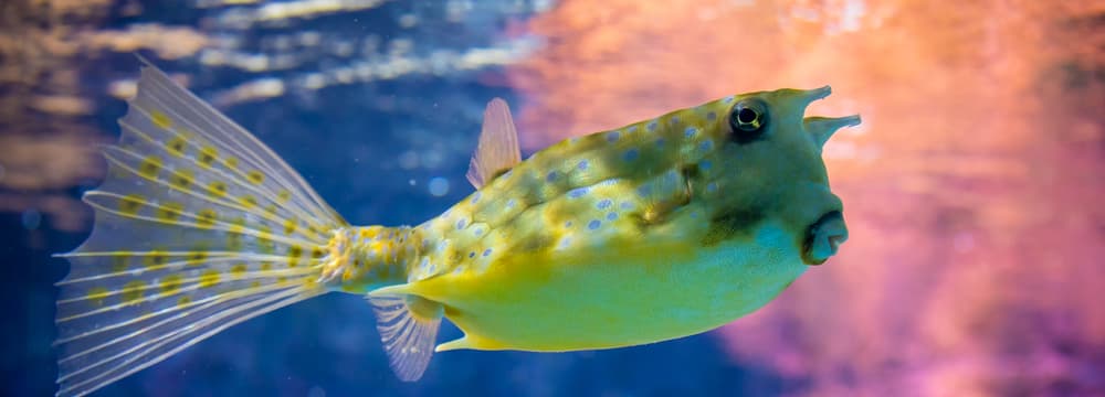 Foto: Zoo Zürich, Albert Schmidmeister Gehörnter Kuhkofferfisch im Aquarium des Zoo Zürich.