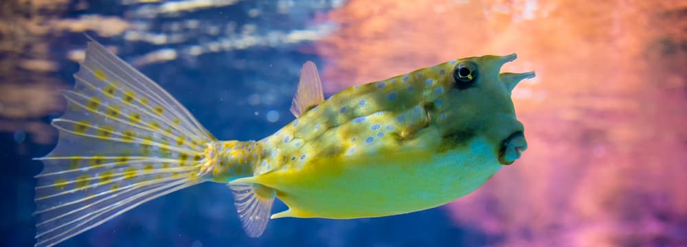 Gehörnter Kuhkofferfisch im Aquarium des Zoo Zürich.