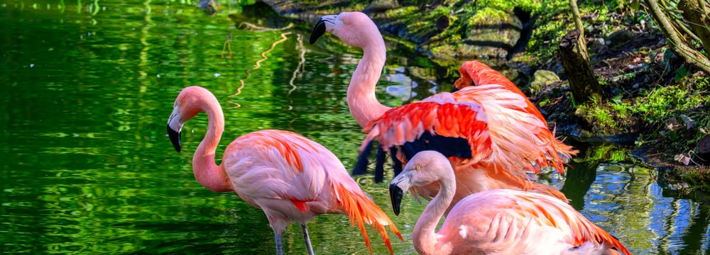 Foto: Zoo Zürich, Fabio Süess Chileflamingos im Übergangsquartier auf der Vogelwiese im Zoo Zürich.