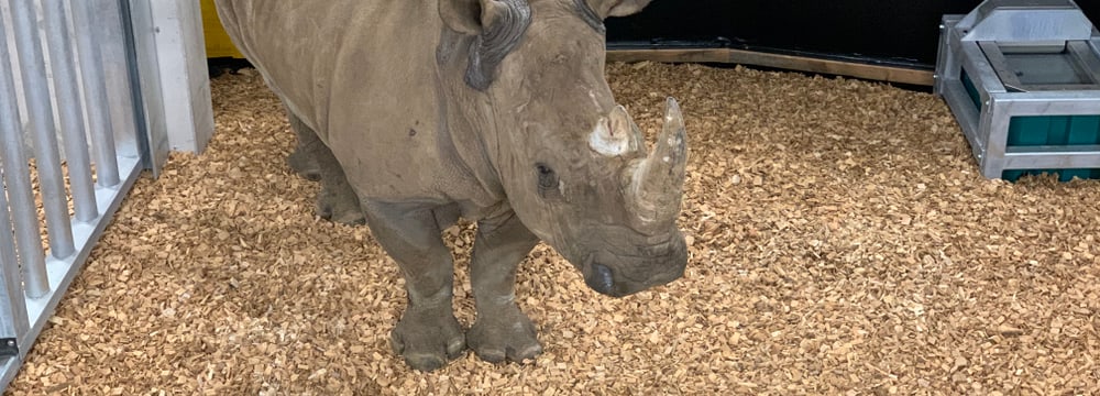 Foto: Zoo Zürich, Dominik Ryser Breitmaulnashorn in der Quarantäne im Zoo Zürich.