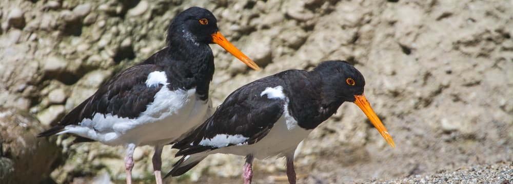 Foto: Zoo Zürich, Enzo Franchini Austernfischer im Zoo Zürich.