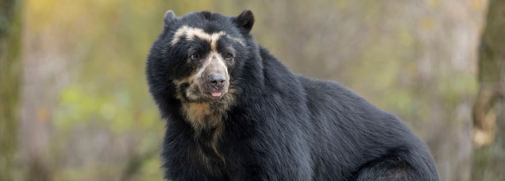 Brillenbär im Zoo Zürich.