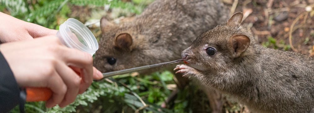 Foto: Zoo Zürich, Enzo Franchini Zwei Bürstenschwanz-Rattenkängurus beim Target-Training im Zoo Zürich.
