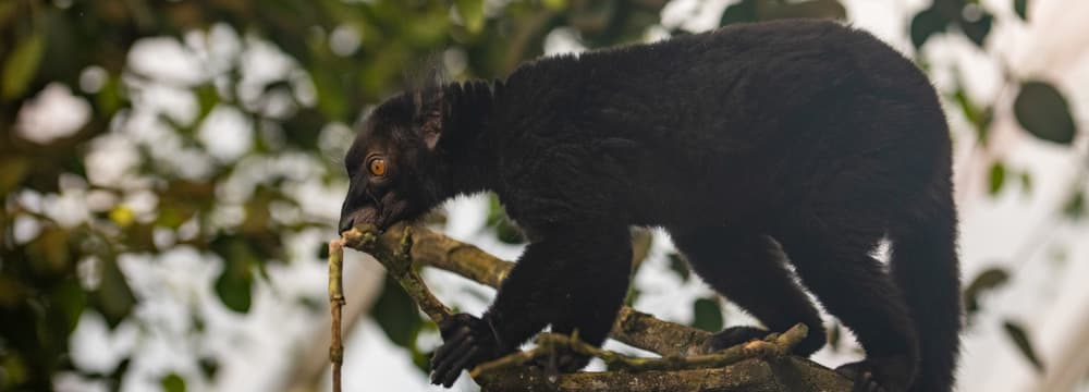 Foto: Zoo Zürich, Nicole Schnyder Mohrenmaki im Masoala Regenwald.