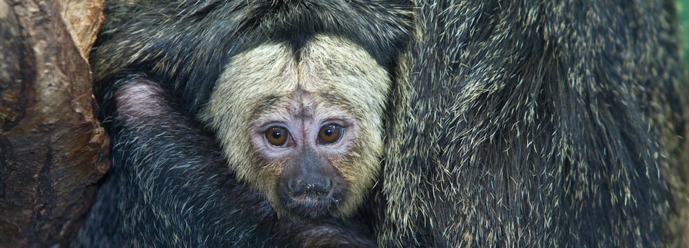 Foto: Zoo Zürich, Enzo Franchini Junger Weisskopfsaki im Zoo Zürich.