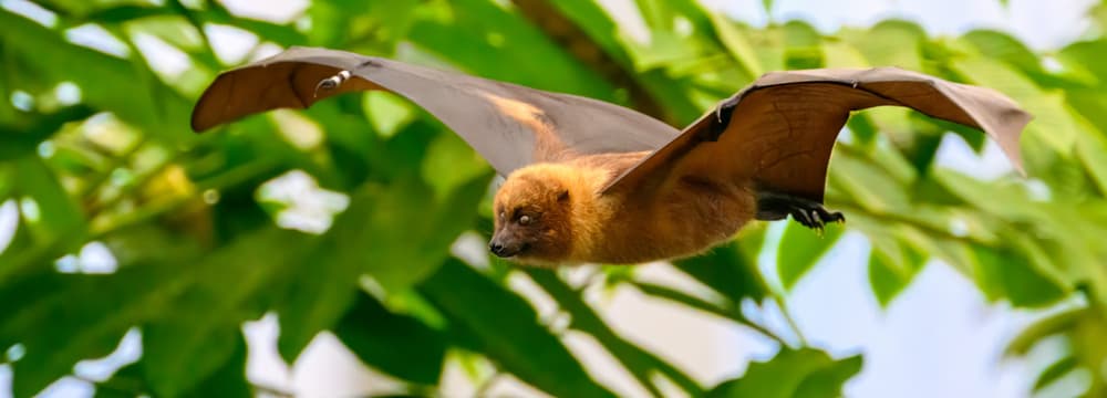 Photo : Zoo de Zurich, Fabio Süess Roussette de Rodrigues dans la Forêt pluviale de Masoala au zoo de Zurich.