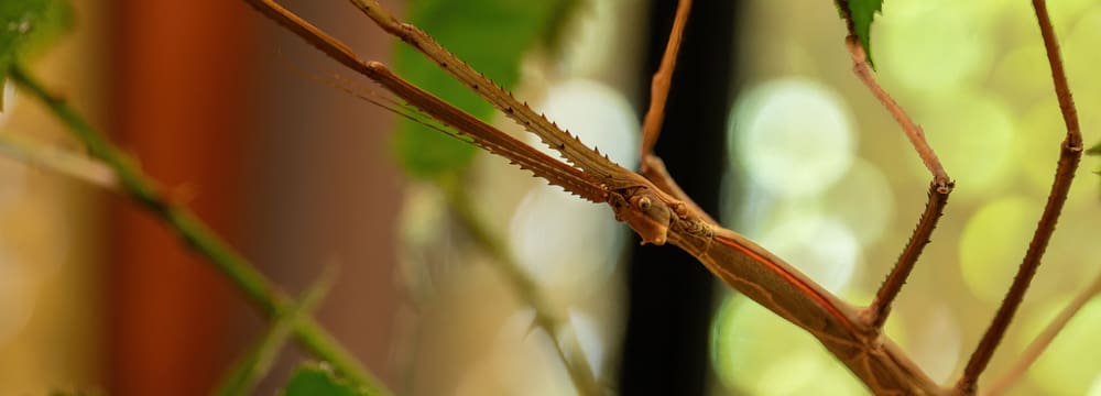 Javanische Riesenstabschrecke im Zoo Zürich